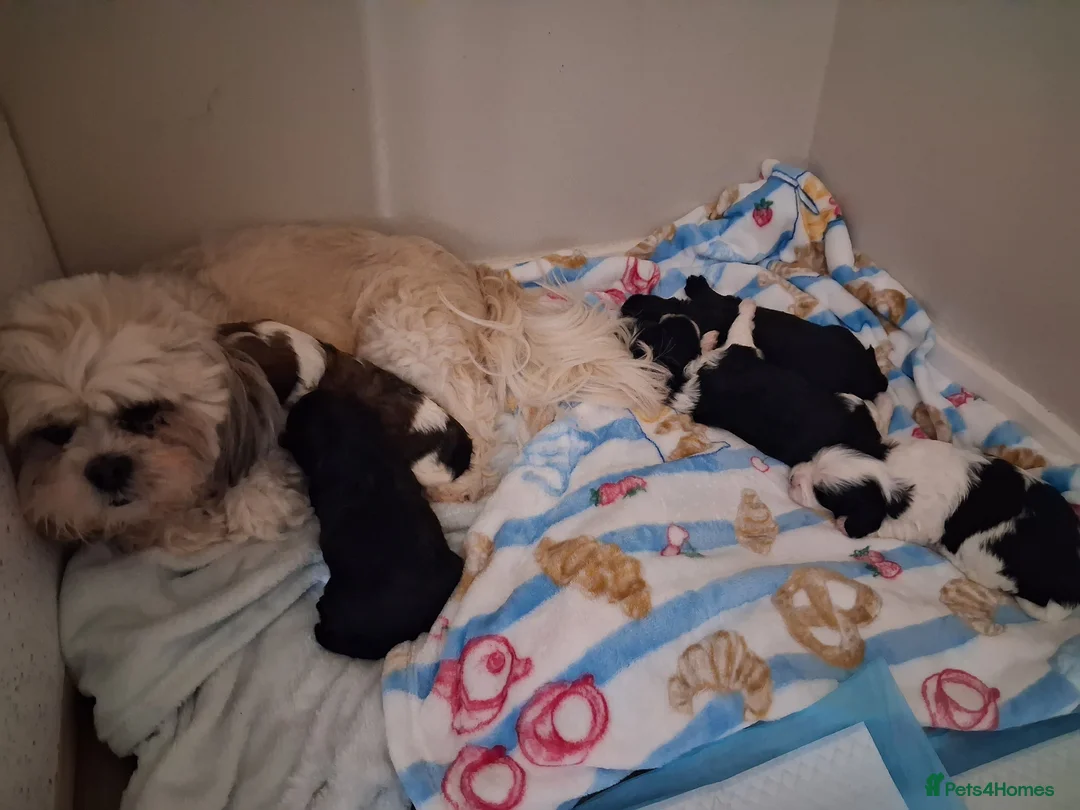 Mixed Breed dogs for sale: Lhasalier  - Advert 2
