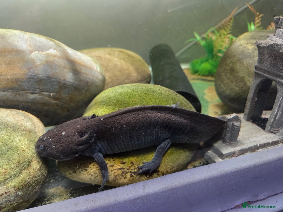 Axolotl reptiles for sale: Breeding pair of axolotls - Advert 1
