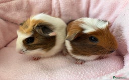 Guinea Pig rodents for sale: 3 Pairs Baby Guinea pigs (2 female pairs 1 male) - Image 9