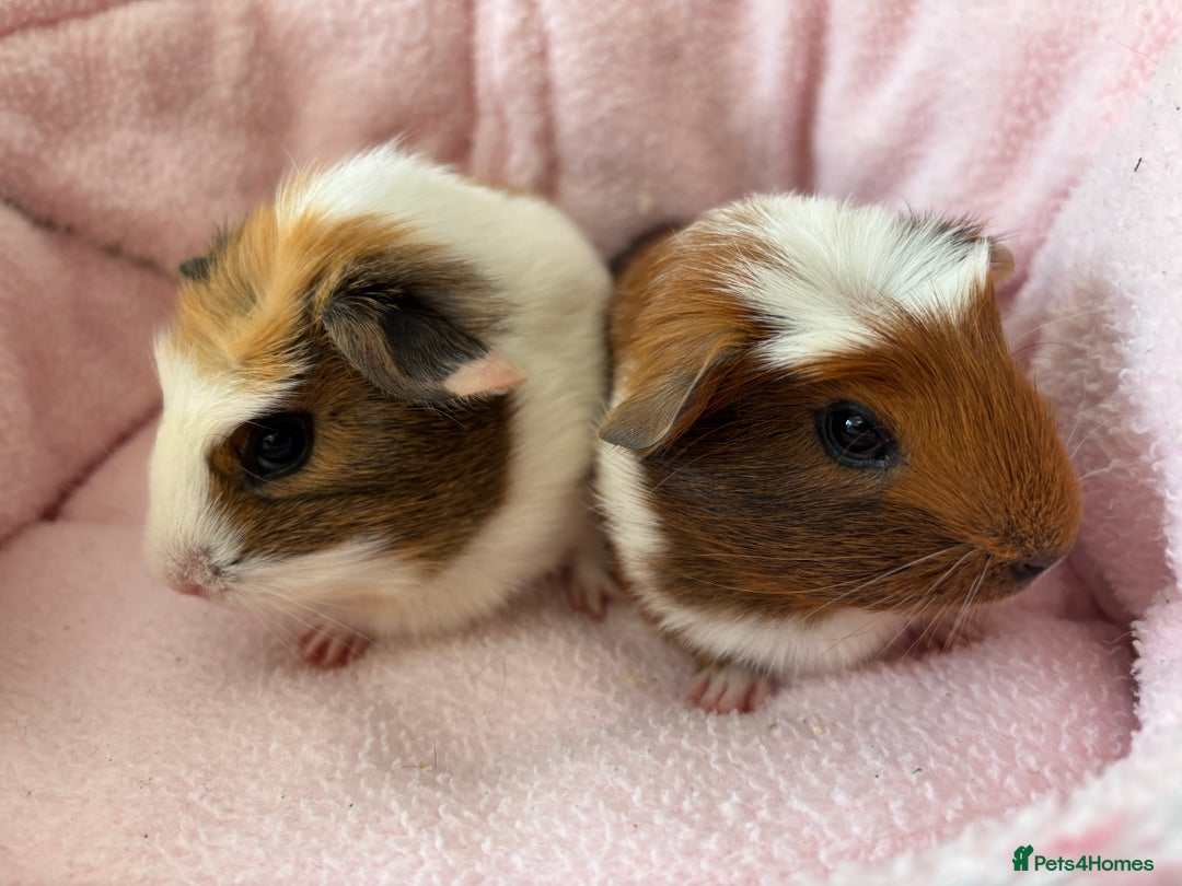 Guinea Pig rodents for sale: 3 Pairs Baby Guinea pigs (2 female pairs 1 male) - Image 9