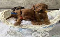 Cockapoo dogs for sale: 8 beautiful f1b cockapoo puppies - Image 7