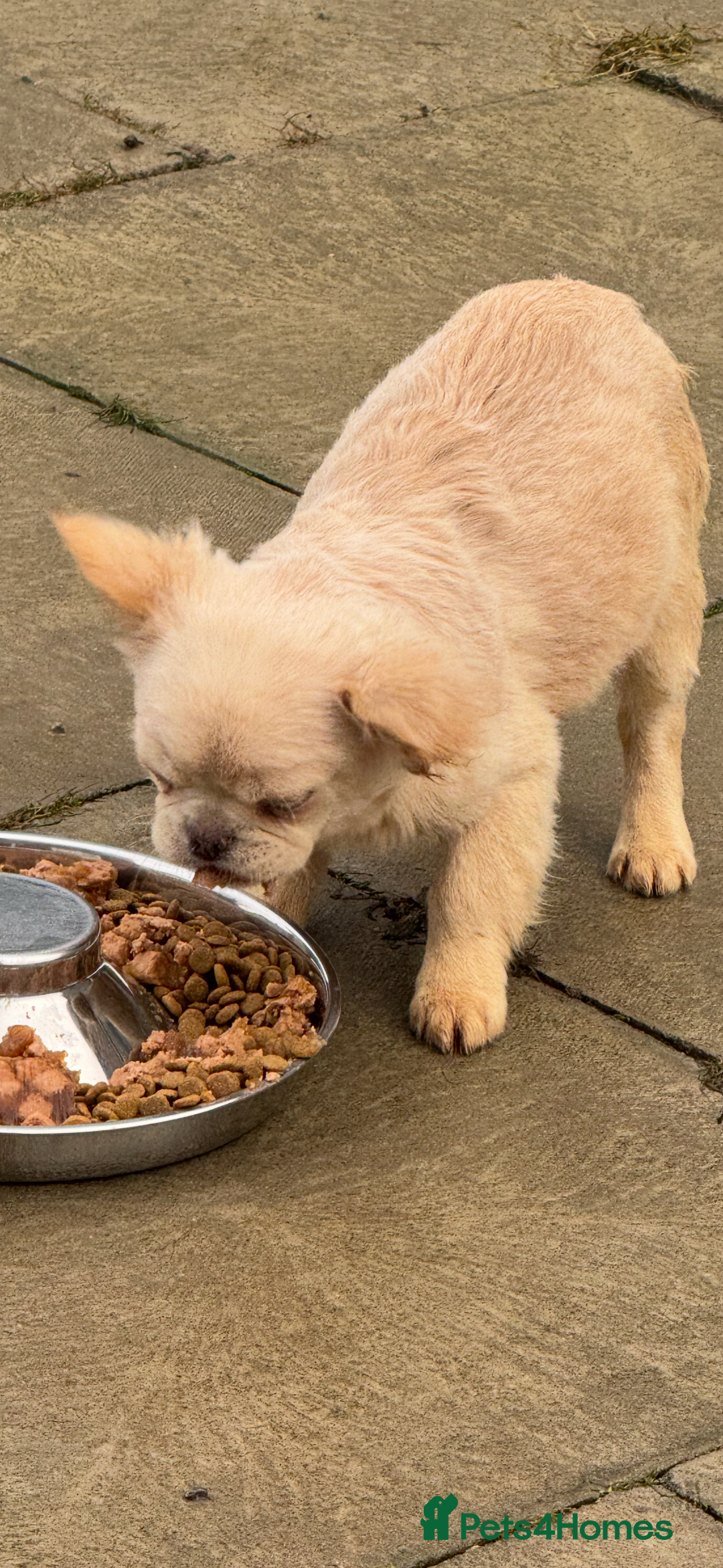 French Bulldog dogs for sale: Beautiful fluffy/ fluffy carrier Frenchie pups  - Advert 13