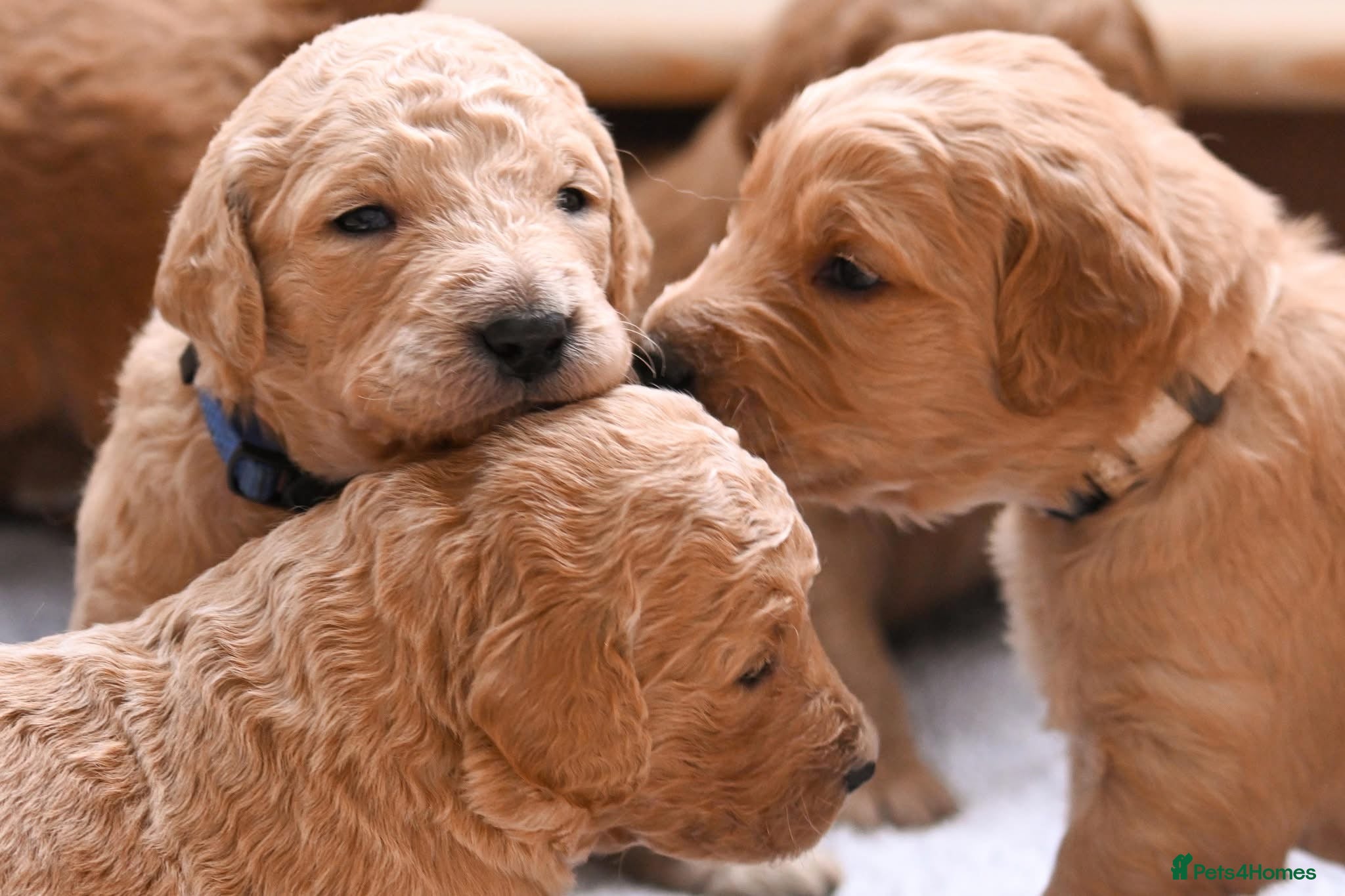 Double Doodle dogs for sale: Beautiful double/golden doodles from family pet - Advert 14