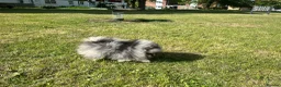 Pomeranian dogs for sale: Tiny calm boy - neutered  - Advert 10