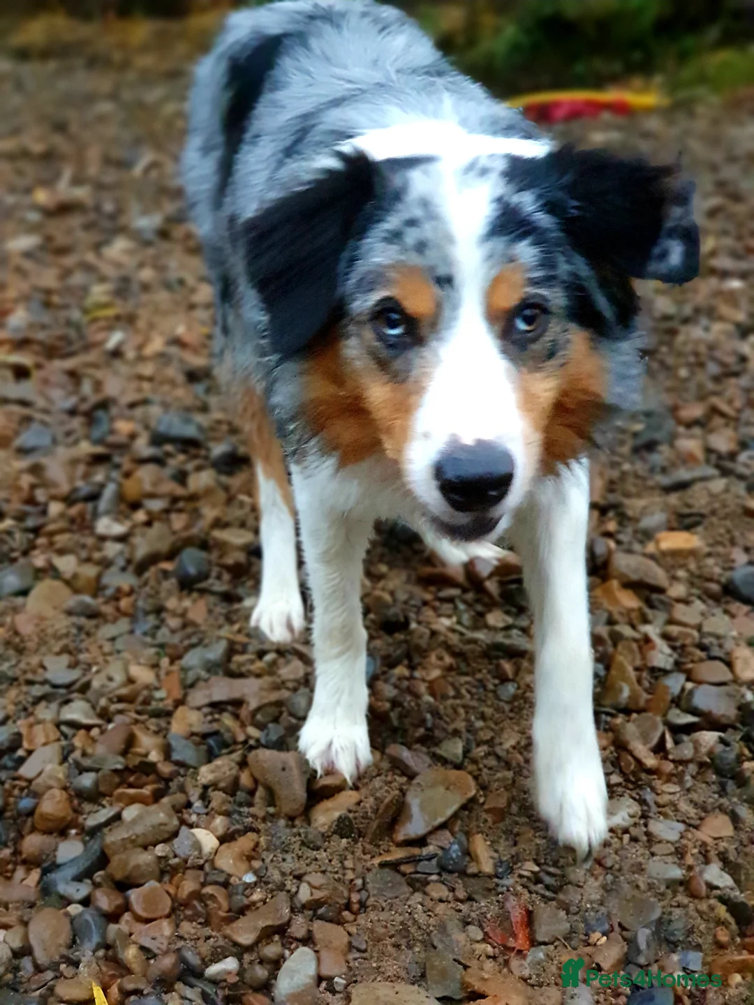 Border Collie dogs for stud: Stunning Tri Merle DNA tested and proven. in Ripon - Advert 4