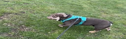 English Bulldog dogs for stud: My handsome boy Simba ready for stud. in Sunderland - Advert 4