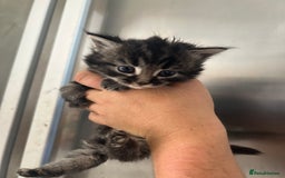 Mixed Breed cats for sale: Beautiful kittens - Image 1