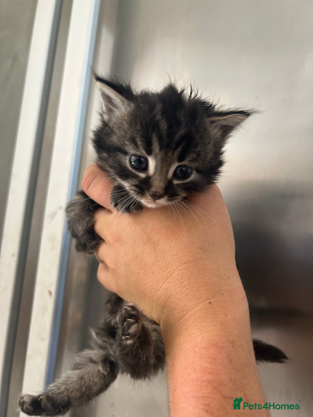 Mixed Breed cats for sale: Beautiful kittens - Image 1