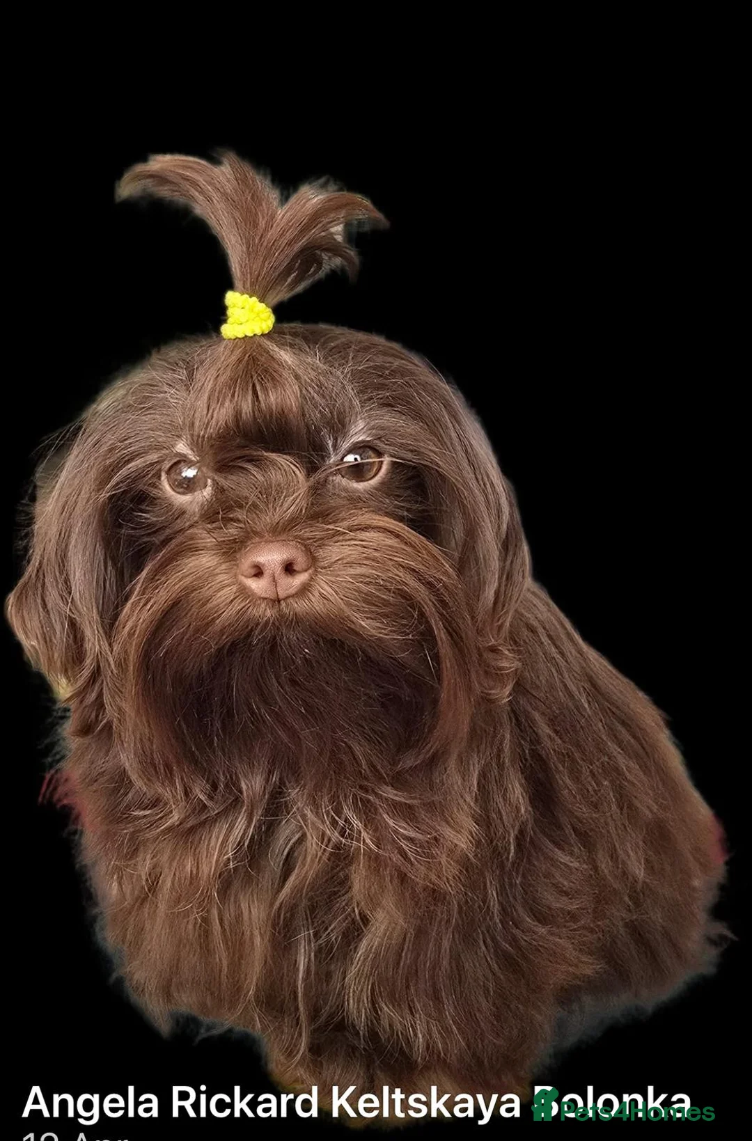 Gallery Image {{count}}