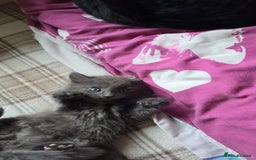 Domestic Shorthair cats for sale: Kittensss - Image 3
