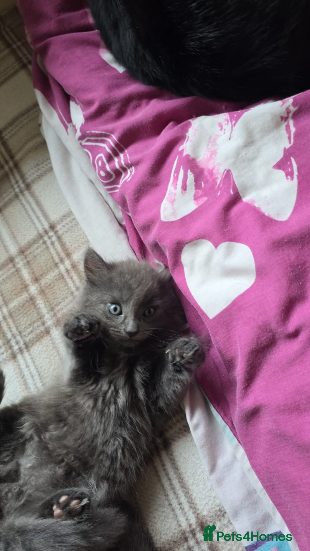 Domestic Shorthair cats for sale: Kittensss - Image 3