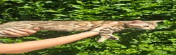 Bengal cats for sale: Ready NOW last 2 girls - Advert 17