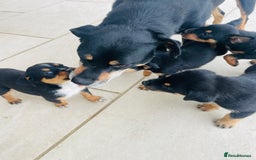 Rottweiler dogs for sale: 5 beautiful Rottweiler X puppies  - Image 11