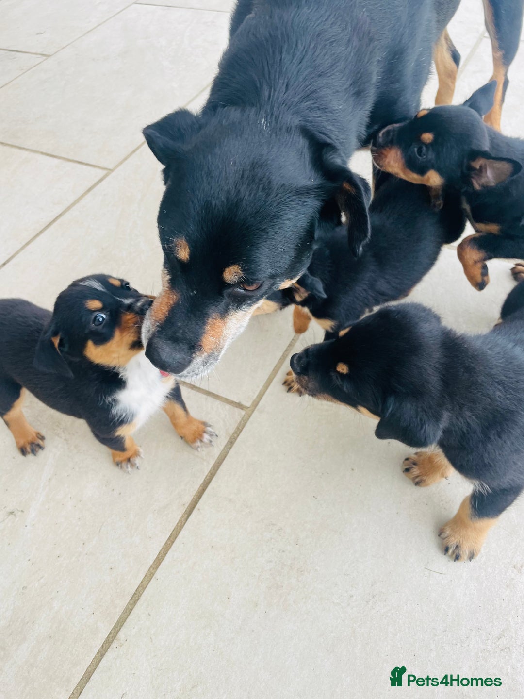 Rottweiler dogs for sale: 5 beautiful Rottweiler X puppies  - Image 11