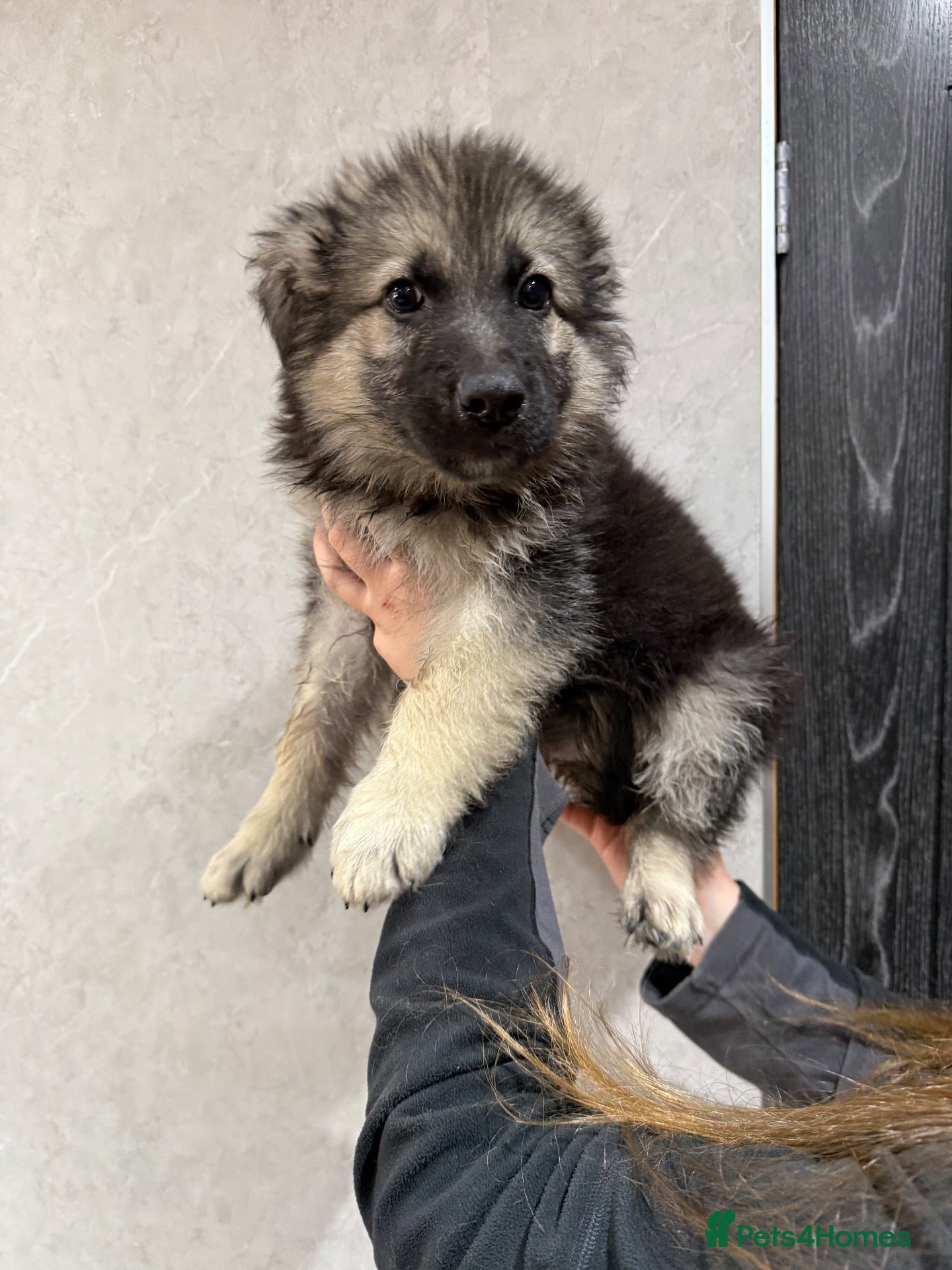 German Shepherd dogs  Reduced further two kcreg long coat GSD pups  - Advert 2