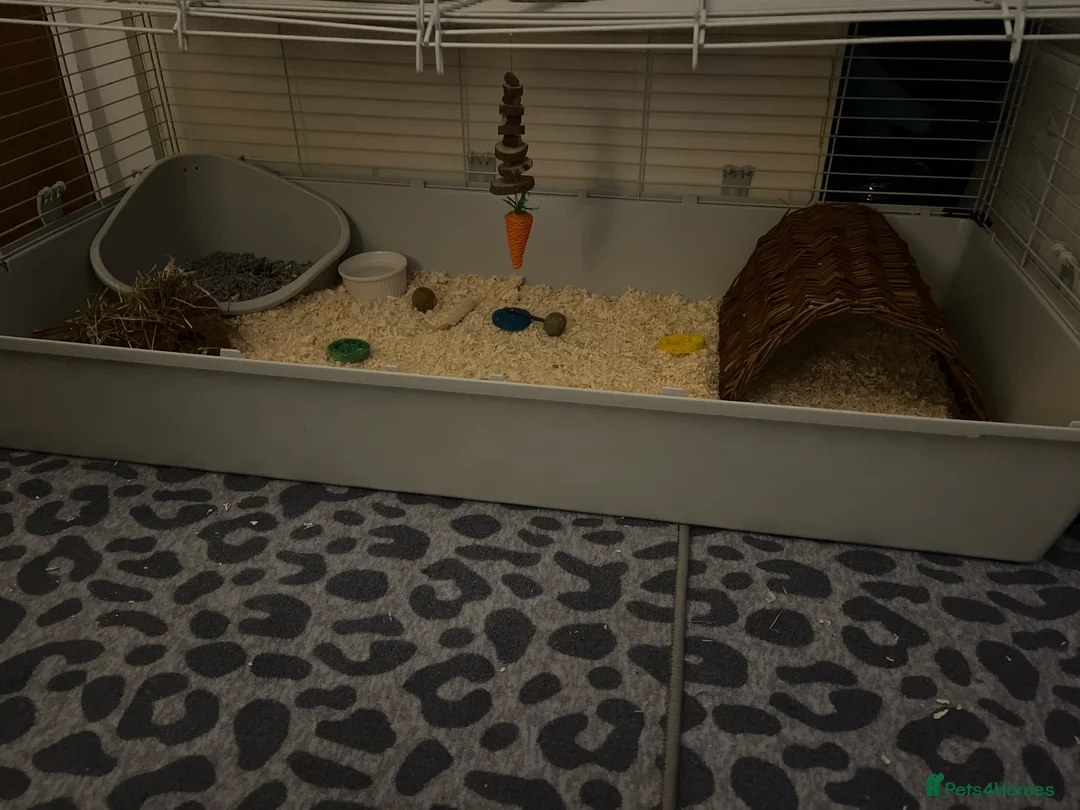 Mixed Breed rabbits for sale: cute and playful bunny with all her stuff - Advert 5