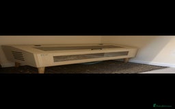 Pygmy Hedgehog rodents for sale: Pygmy hedgehog ( 9 months) - Image 9