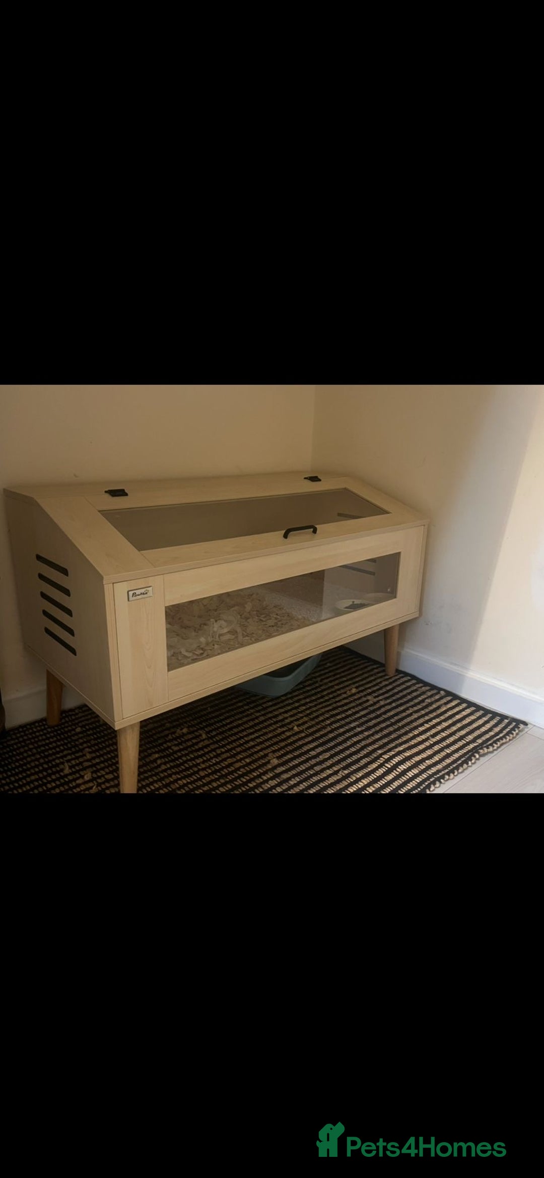 Pygmy Hedgehog rodents for sale: Pygmy hedgehog ( 9 months) - Image 9