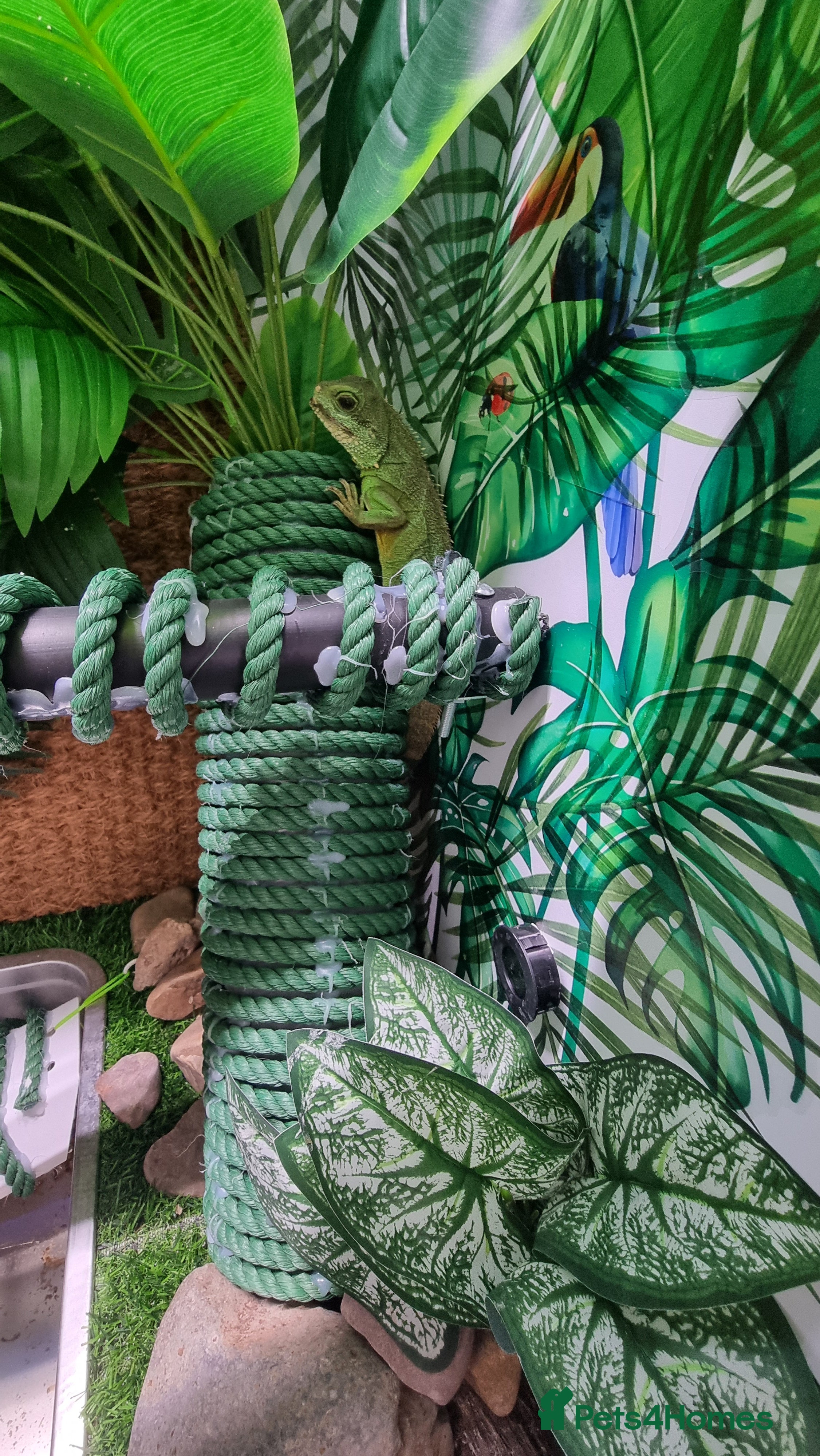 Lizard reptiles Female Chinese Water Dragon & Setup Free in Trowbridge - Advert 1