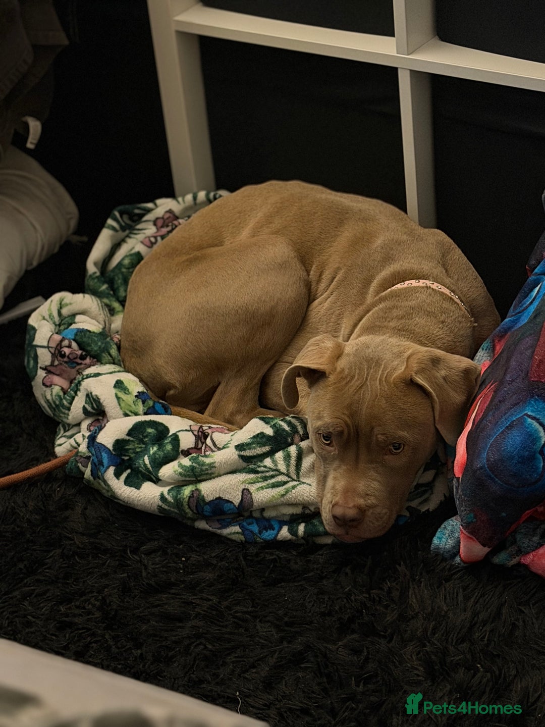 Mixed Breed dogs for sale: Cane Corso x American Bulldog - Advert 6