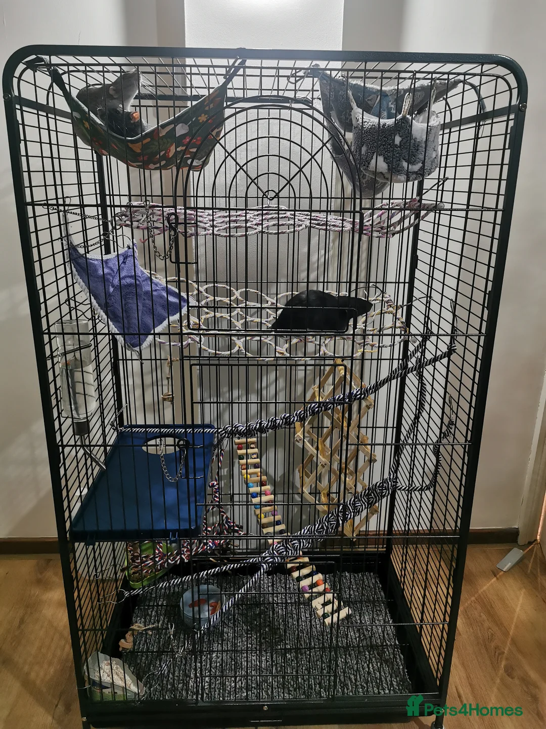 Rat rodents for sale: Free rats male with cage and accessories  - Advert 2