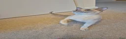 Burmese cats for sale: Beautiful Pedigree Lilac Tortie Burmese Kitten - Advert 6
