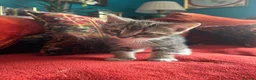 Pixie Bob cats for sale: Pixie Bob kittens - Polydactyl and non polydactyl - Advert 9