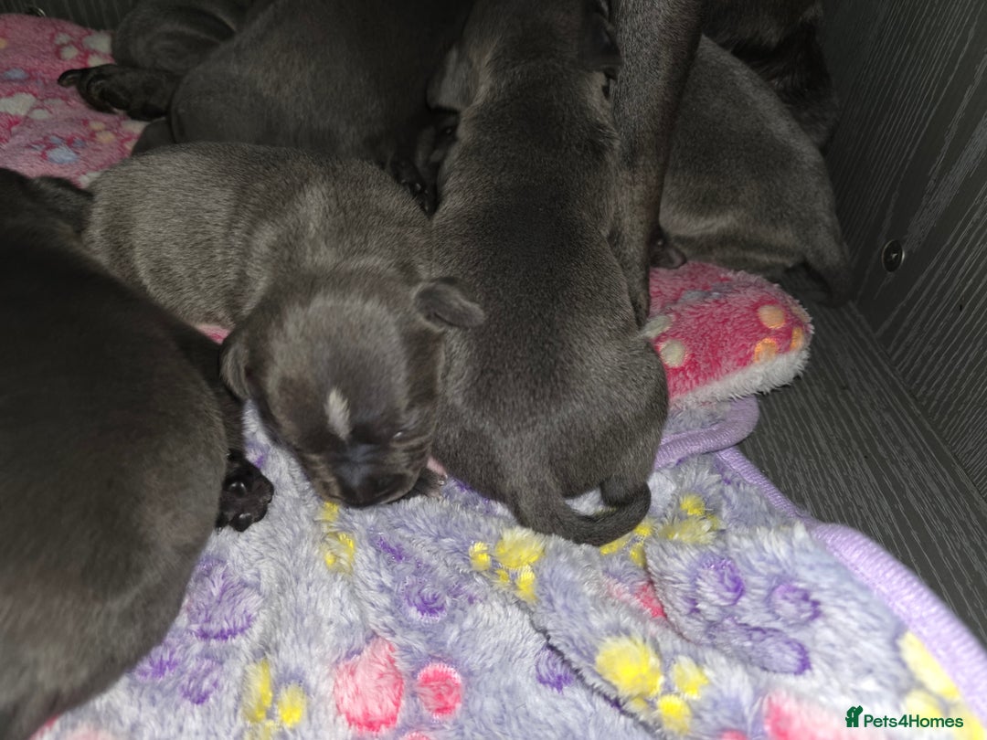 Staffordshire Bull Terrier dogs for sale: Kc blue staffordshire bull terrier puppies  - Image 13