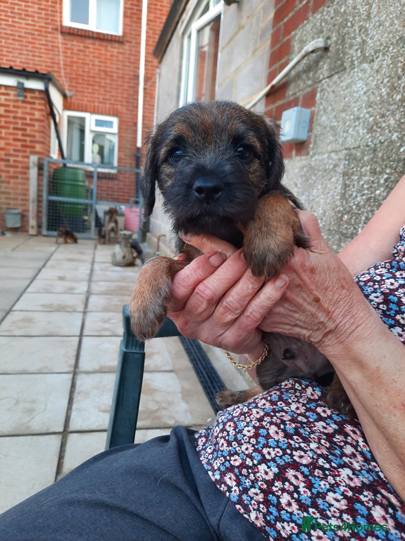 Border Terrier dogs for sale: border terrier puppies - Advert 3