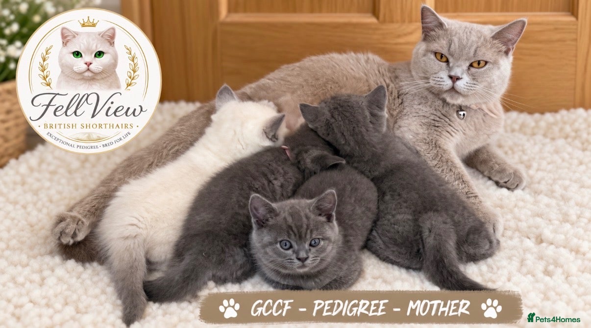 British Shorthair cats 3 STUNNING BOYS LEFT-GCCF REGISTERED READY NOW 🤍 - Advert 21