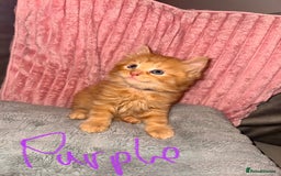 Mixed Breed cats for sale: Stunning mixed breed kittens  - Image 1