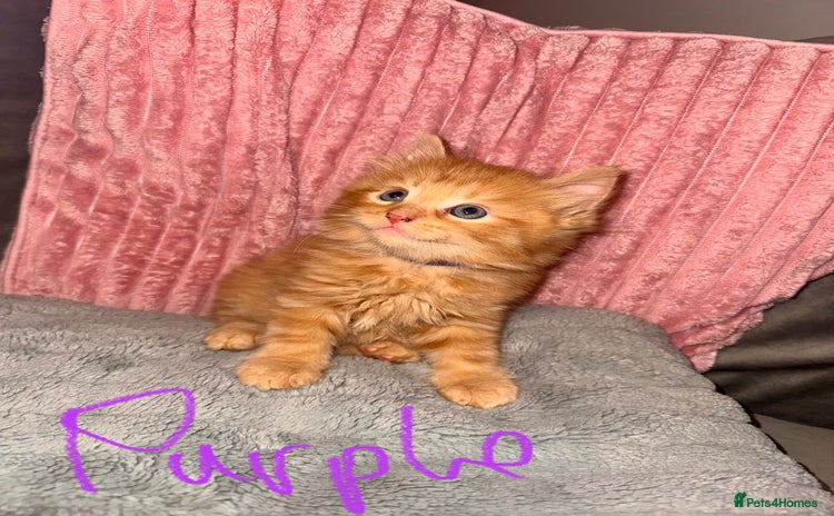 Mixed Breed cats - Advert 11