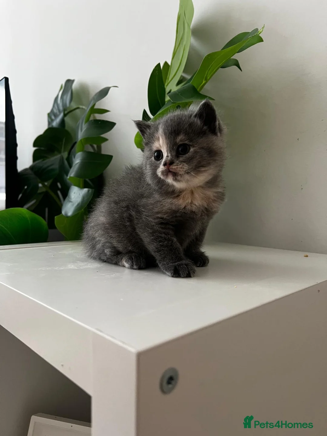 Mixed Breed cats for sale: [Last Girl!] British Short x Mainecoon Hair  - Advert 15