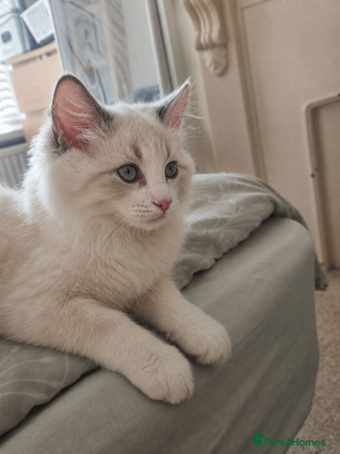 Ragdoll cats READY GCCF/TICA ragdoll Kittens Pedigree Active - Advert 2