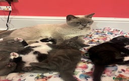 British Shorthair cats for sale: British shorthair X kittens - Image 3