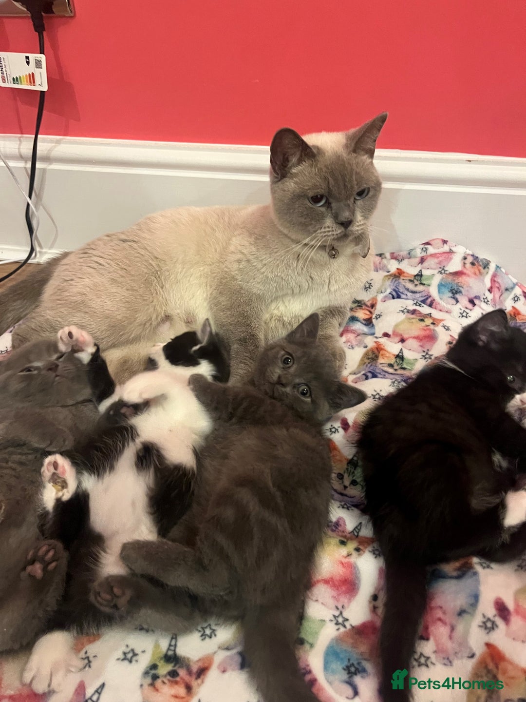 British Shorthair cats for sale: British shorthair X kittens - Image 3