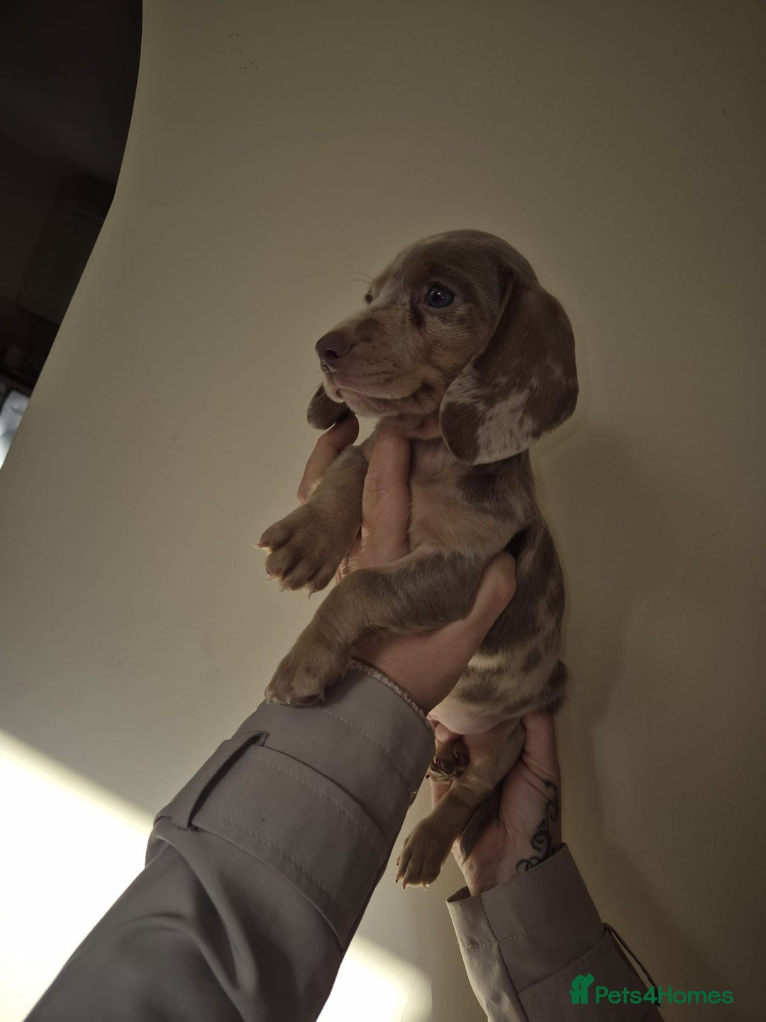 Dachshund dogs for sale: Miniature Dachshunds for sale  - Advert 14