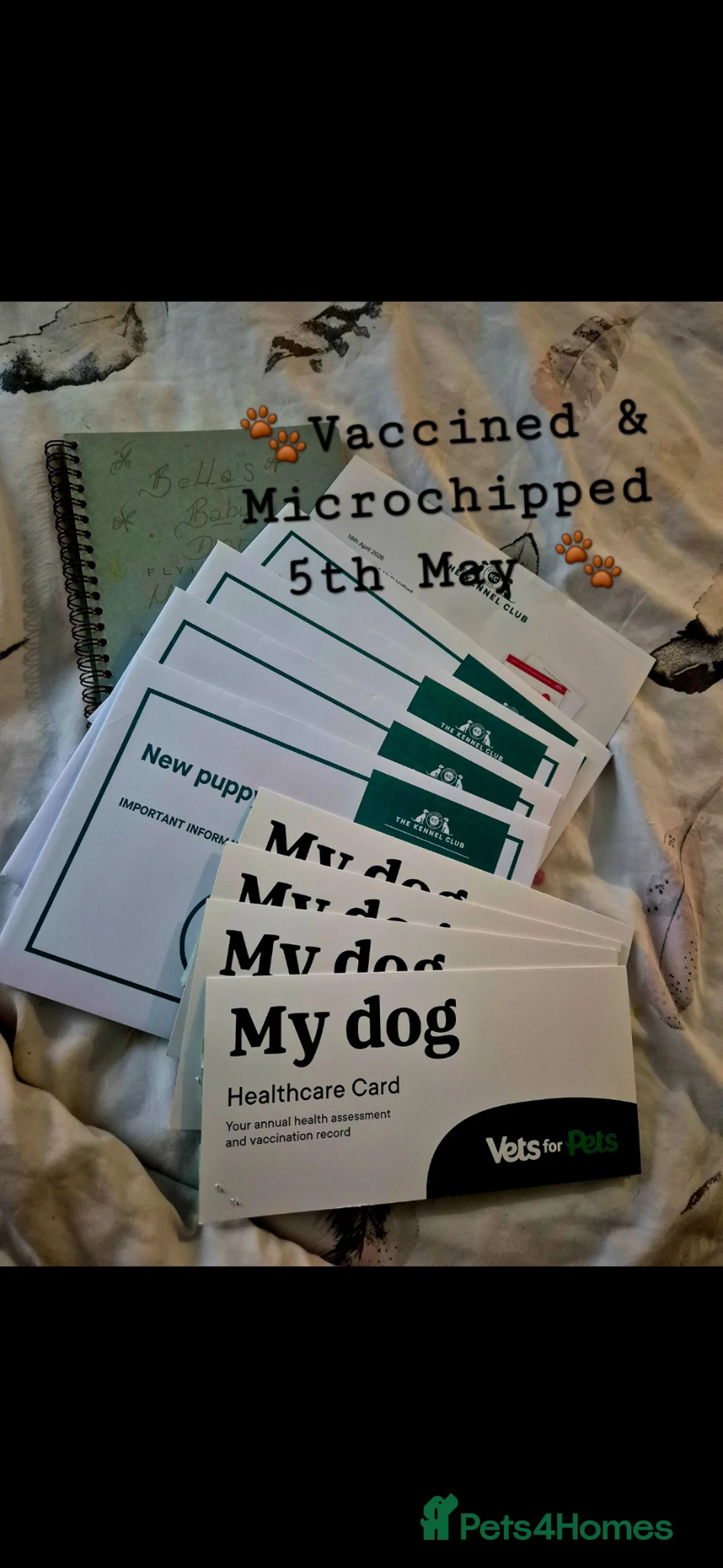 Miniature Dachshund dogs for sale: 🐾KC Silver Dapple - Elite Show Lines - 2.2% COI🐾 - Advert 2