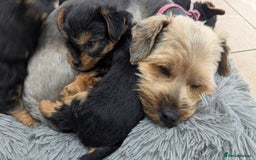 Yorkshire Terrier dogs for sale: Adorable Purebred Yorkshire Terrier Puppies - Image 2