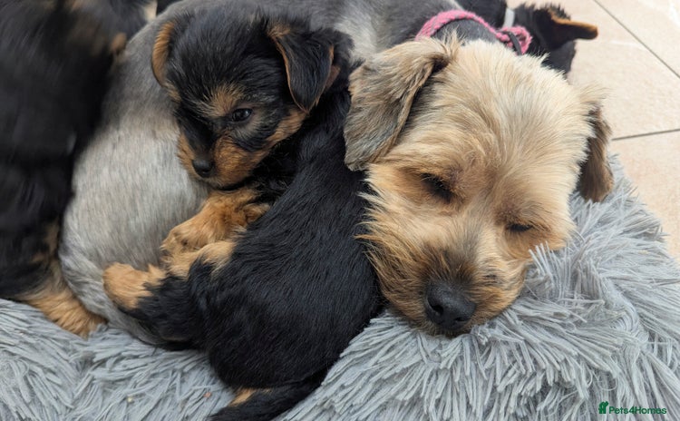 Yorkshire Terrier dogs - Advert 2