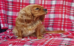 Cavalier King Charles Spaniel dogs for sale: 2 Cavalier king Charles puppies left - Image 26