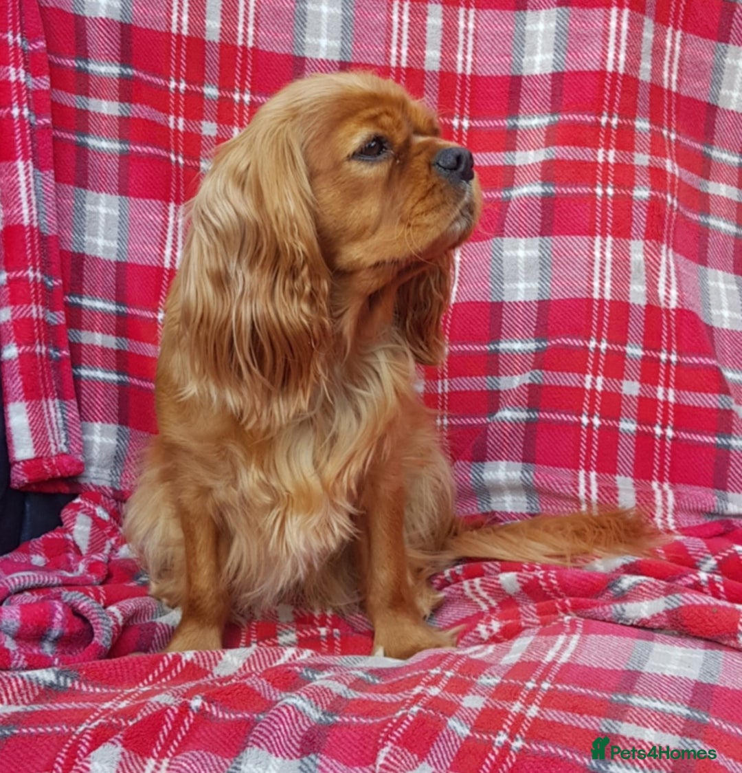 Cavalier King Charles Spaniel dogs for sale: 2 Cavalier king Charles puppies left - Image 26