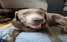 Labrador Retriever dogs for sale: Silver Labrador  - Advert 1