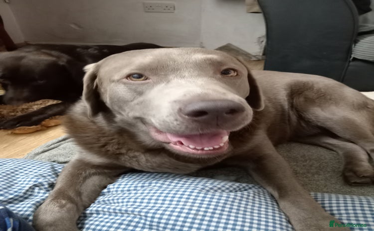 Labrador Retriever dogs Silver Labrador  - Advert 13