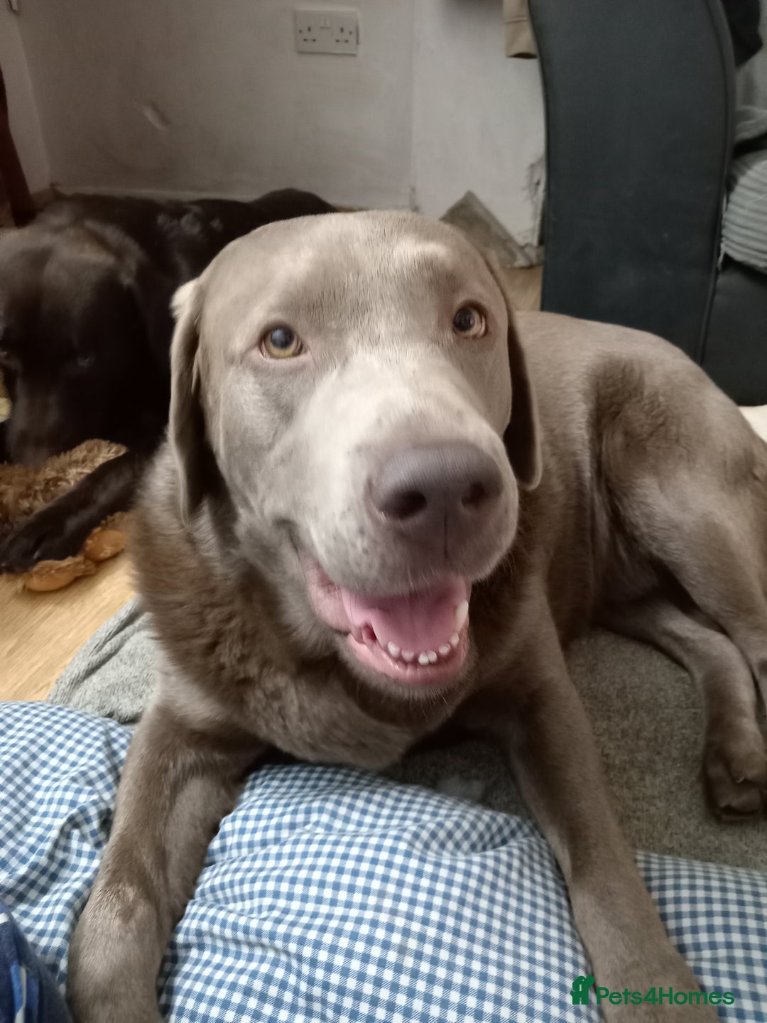 Labrador Retriever dogs for sale: Silver Labrador  - Advert 1