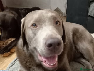 Labrador Retriever dogs Silver Labrador - Advert 16