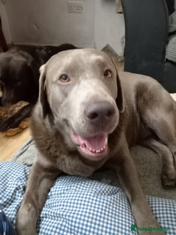 Labrador Retriever dogs Silver Labrador - Advert 4
