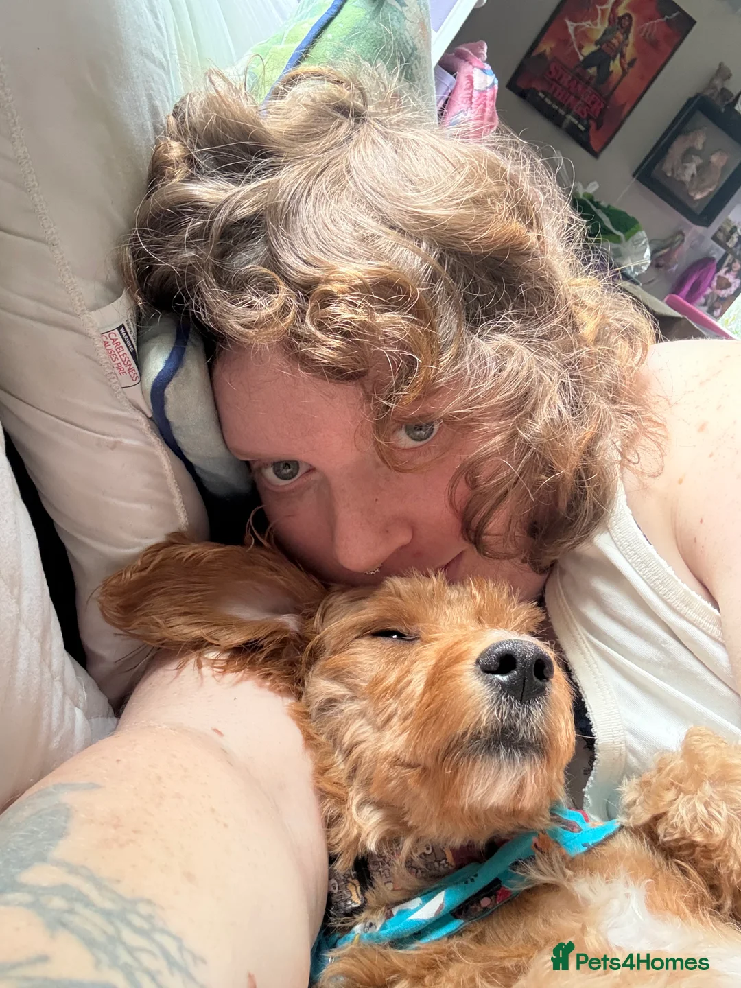 Chipoo dogs for sale: Beautiful young pup needs a home - Advert 4