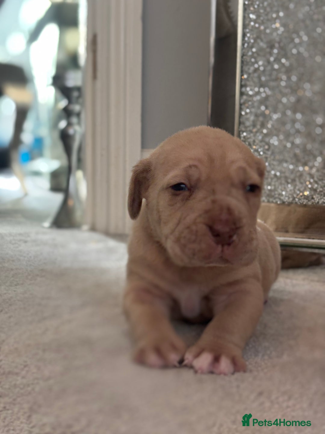 Neapolitan Mastiff dogs for sale: 💙 Neapolitan Mastiff Puppies champion bloodline💙 - Advert 32