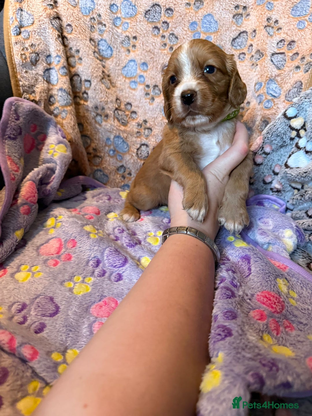 Cocker Spaniel dogs for sale: COCKER SPANIEL LITTER OF 9 IN SCARBOROUGH  - Image 29